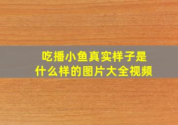 吃播小鱼真实样子是什么样的图片大全视频