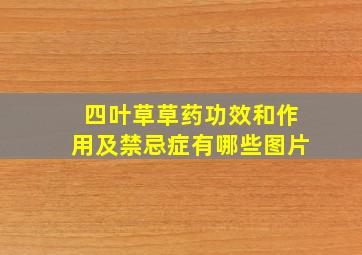 四叶草草药功效和作用及禁忌症有哪些图片