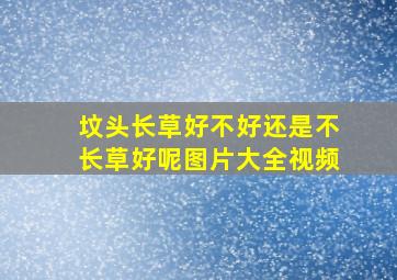 坟头长草好不好还是不长草好呢图片大全视频