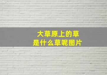 大草原上的草是什么草呢图片