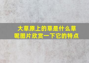 大草原上的草是什么草呢图片欣赏一下它的特点