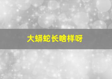 大蟒蛇长啥样呀