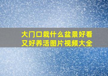 大门口栽什么盆景好看又好养活图片视频大全