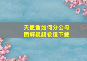 天使鱼如何分公母图解视频教程下载