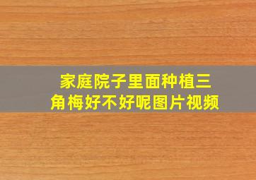 家庭院子里面种植三角梅好不好呢图片视频