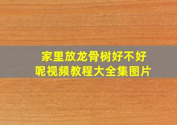 家里放龙骨树好不好呢视频教程大全集图片