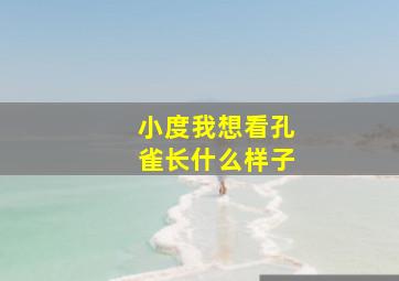 小度我想看孔雀长什么样子