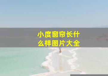 小度窗帘长什么样图片大全