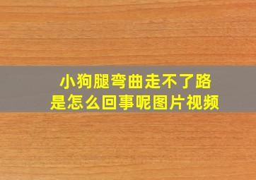 小狗腿弯曲走不了路是怎么回事呢图片视频