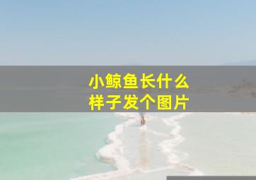 小鲸鱼长什么样子发个图片