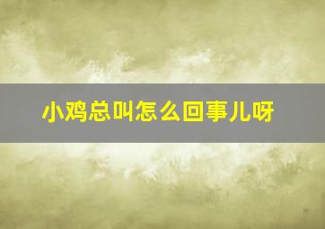 小鸡总叫怎么回事儿呀