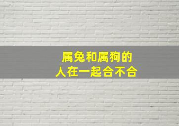 属兔和属狗的人在一起合不合