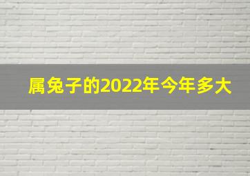 属兔子的2022年今年多大