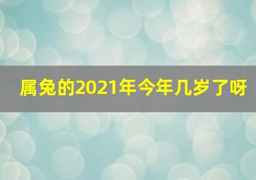 属兔的2021年今年几岁了呀