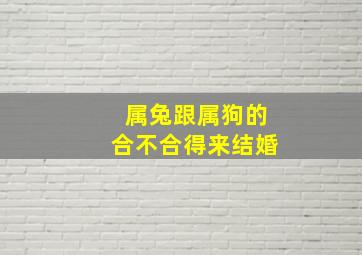 属兔跟属狗的合不合得来结婚