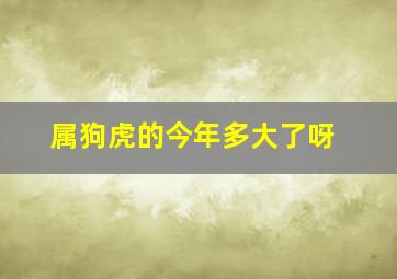 属狗虎的今年多大了呀