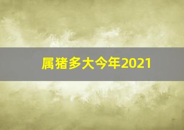 属猪多大今年2021