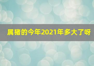 属猪的今年2021年多大了呀