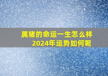 属猪的命运一生怎么样2024年运势如何呢