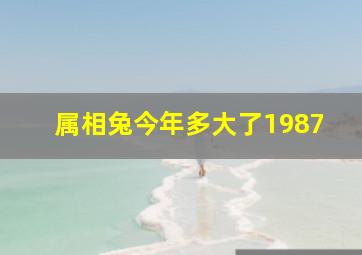 属相兔今年多大了1987