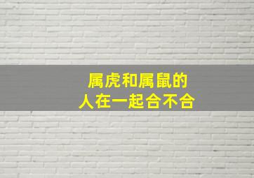 属虎和属鼠的人在一起合不合