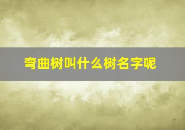 弯曲树叫什么树名字呢