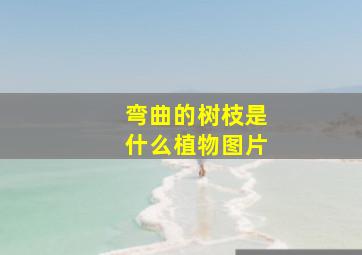 弯曲的树枝是什么植物图片