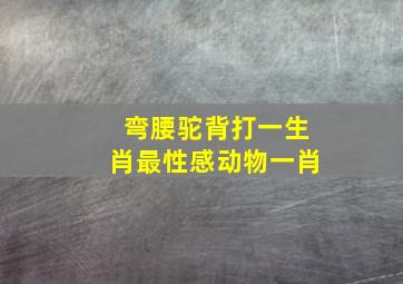 弯腰驼背打一生肖最性感动物一肖