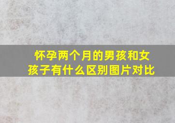 怀孕两个月的男孩和女孩子有什么区别图片对比