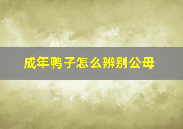 成年鸭子怎么辨别公母