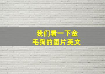 我们看一下金毛狗的图片英文