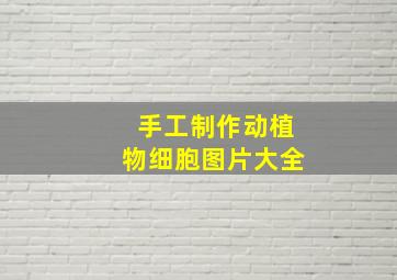 手工制作动植物细胞图片大全