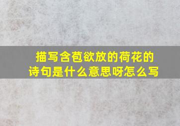 描写含苞欲放的荷花的诗句是什么意思呀怎么写