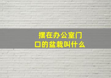 摆在办公室门口的盆栽叫什么