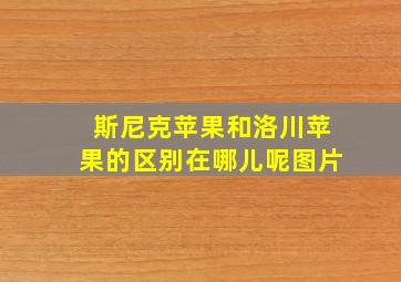 斯尼克苹果和洛川苹果的区别在哪儿呢图片