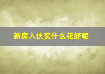 新房入伙买什么花好呢