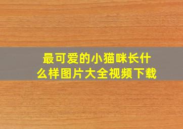 最可爱的小猫咪长什么样图片大全视频下载