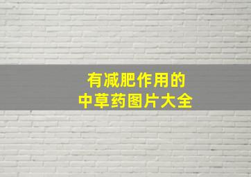 有减肥作用的中草药图片大全