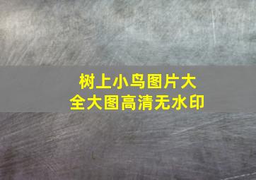 树上小鸟图片大全大图高清无水印