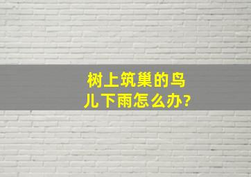 树上筑巢的鸟儿下雨怎么办?