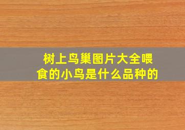 树上鸟巢图片大全喂食的小鸟是什么品种的