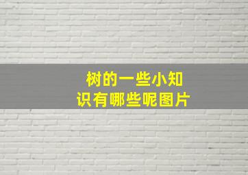 树的一些小知识有哪些呢图片