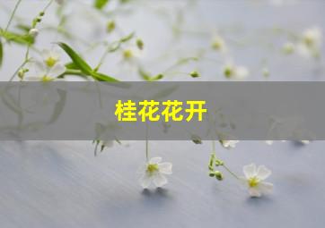 桂花花开