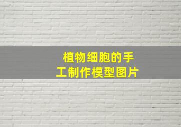 植物细胞的手工制作模型图片