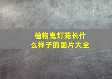 植物鬼灯笼长什么样子的图片大全