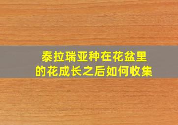 泰拉瑞亚种在花盆里的花成长之后如何收集