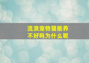 流浪宠物猫能养不好吗为什么呢