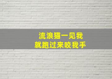 流浪猫一见我就跑过来咬我手