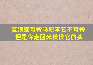 流浪猫可怜吗原本它不可怜 但是你走回来摸摸它的头