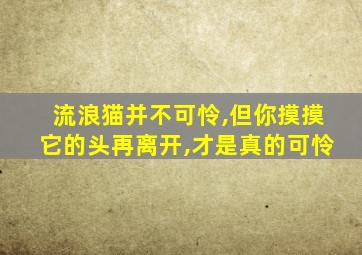 流浪猫并不可怜,但你摸摸它的头再离开,才是真的可怜